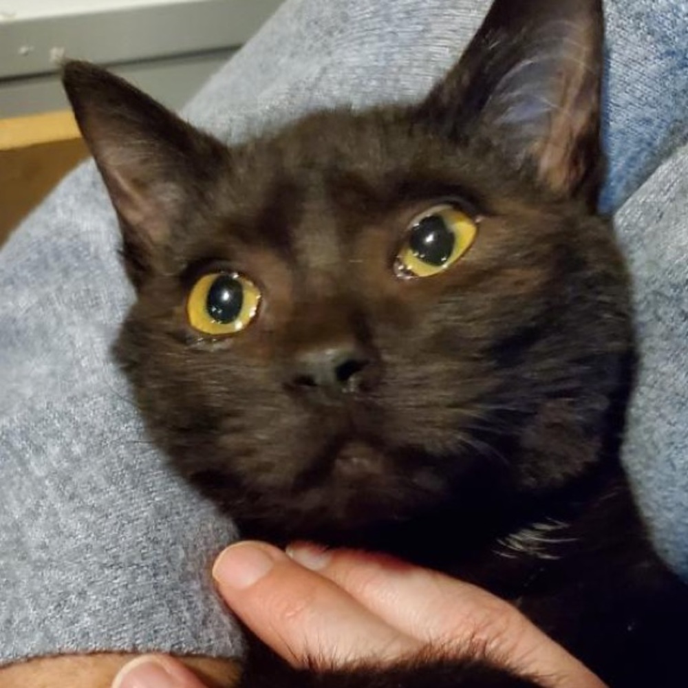 Meet your Posher, Allison